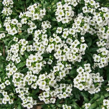 ALYSSUM Carpet of Snow