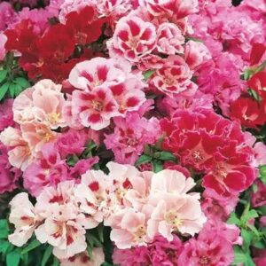 GODETIA Dwarf Mixed