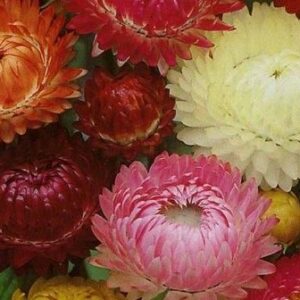 HELICHRYSUM Double Mixed