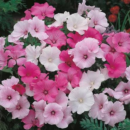 LAVATERA Pastel Mixed