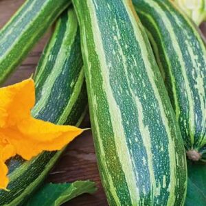 MARROW Long Green Bush 2