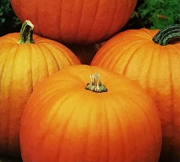 PUMPKIN Jack O'Lantern