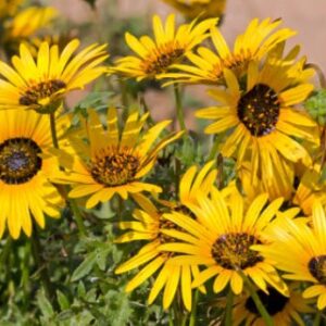 A. Arctotis Plant - 1.5 Litre