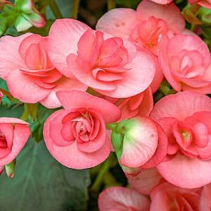 A. Begonia Bedding Plant - 6 Pack