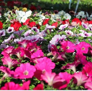 A. Petunia Surfinia - 9cm Basket Plant