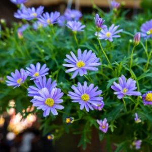 A. Brachyscome Basket Plant - 9cm