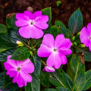 A. Busy Lizzie Impatiens Plant - 6 Pack