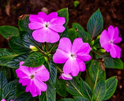 Busy Lizzie Impatiens