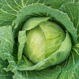 A. Cabbage Plant