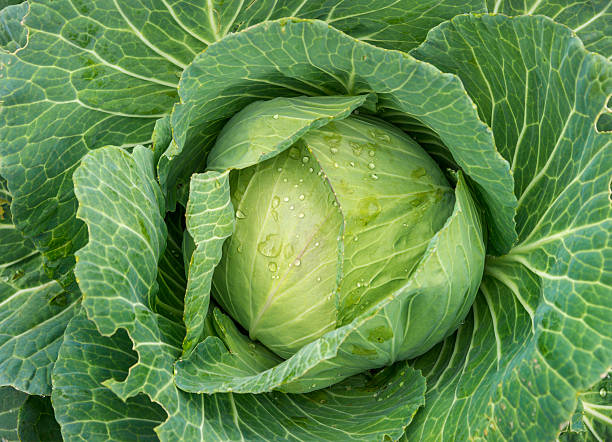 farm fresh cabbage detail with dewdrops