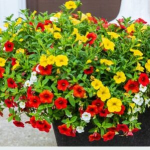 A. Calibrachoa Cabaret - Basket Plant - 9cm