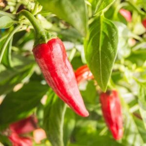 A. Chilli Pepper Plant - Apache