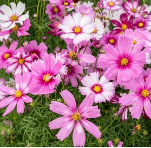 A. Cosmos Plant - 6 Pack