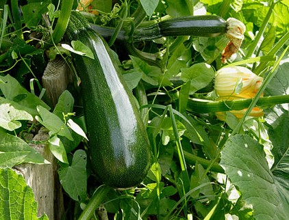 Courgette