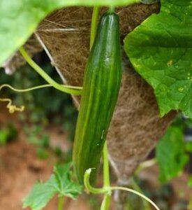 A. Cucumber Plant