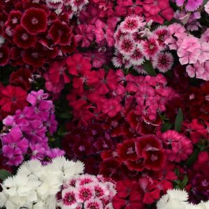 A. Dianthus Perennial Plant - 6 Pack