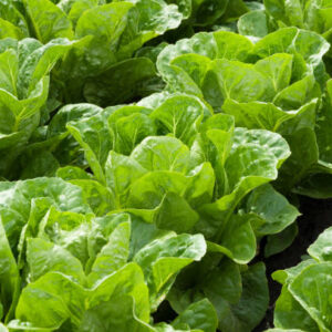 A. Lettuce Plant