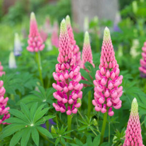A. Lupin Plant - Pink - 1.5 Litre