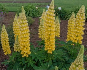 A. Lupin Plant - Yellow 1.5 Litre