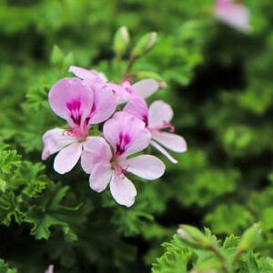 A. Pelargonium - 10.5cm Basket Plant