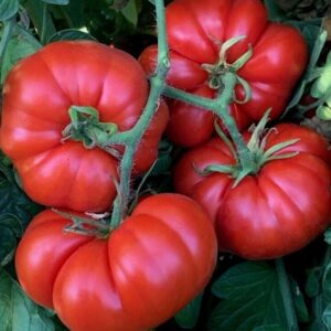 A. Tomato Plant - Super Marmande (Beef)