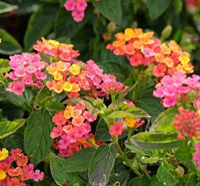 A. Verbena Upright - 10.5cm Basket Plant