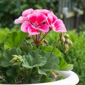 A. Geranium Classic - 1 Litre