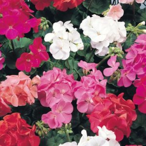 A.Geranium Plant - 4 Pack