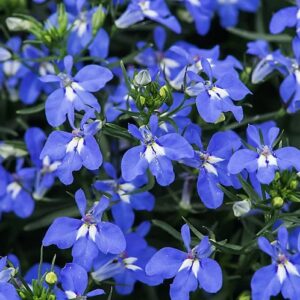 A. Lobelia Upright - 9 Pack