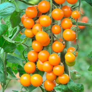 A.Tomato Sungold Cherry (Yellow)
