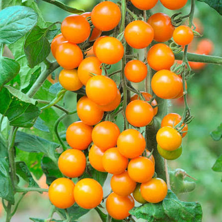 Tomato Sungold