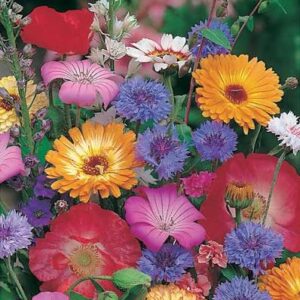 ANNUALS MIXED Quick & Easy