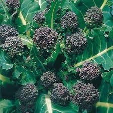 BROCCOLI Early Purple (Sprouting)