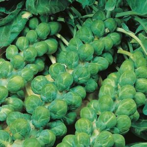 BRUSSELS SPROUT Evesham Special