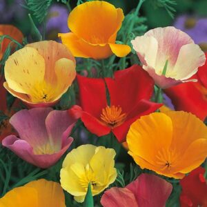 CALIFORNIAN POPPY Single Mixed