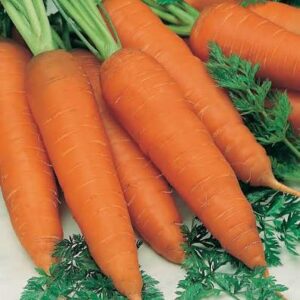 CARROT Autumn King 2
