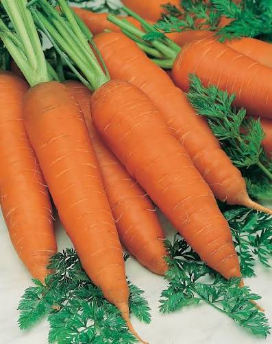 CARROT Autumn King