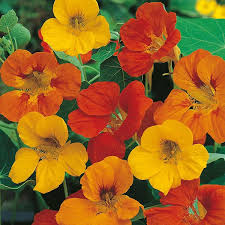 NASTURTIUM Tom Thumb Mixed