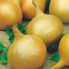 ONION Bedfordshire Champion