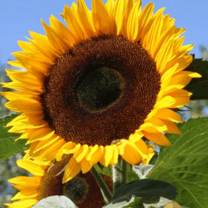 SUNFLOWER Giant Single