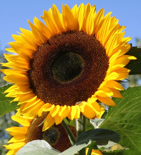 SUNFLOWER Giant Single