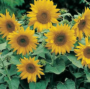 SUNFLOWER Pacino