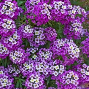 A. Alyssum - 9 Pack