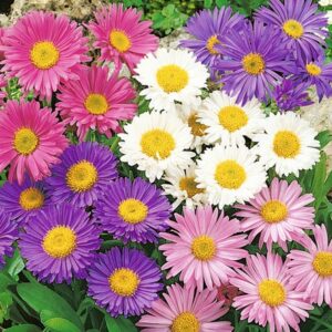 A. Aster Bedding Plant - 6 Pack