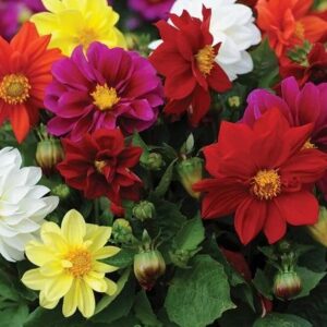 A. Dahlia - 6 pack