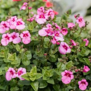 A. Diascia Basket Plant - 9cm