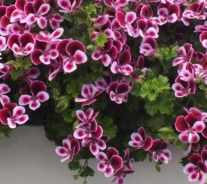 A. Geranium Odorata - 1 Litre