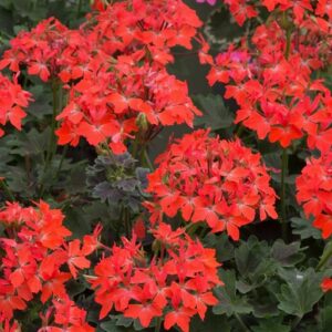 A. Geranium Pelgardini - 1 Litre