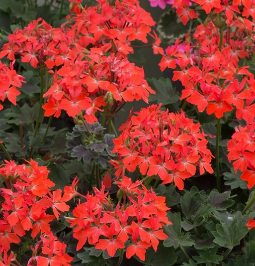 Geranium Pelgardini