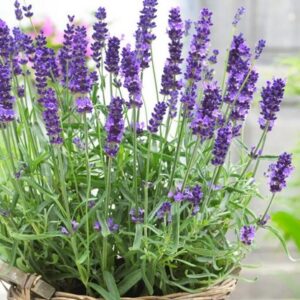 A. LAVENDULA (LAVENDER ) - 1 Litre